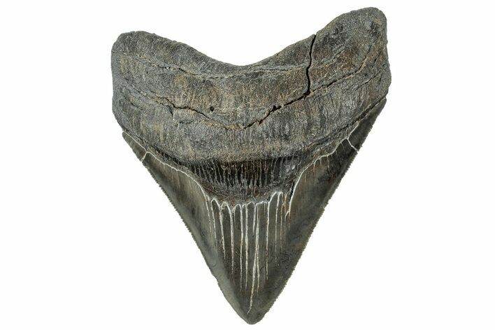 Serrated, Fossil Megalodon Tooth - South Carolina #324273